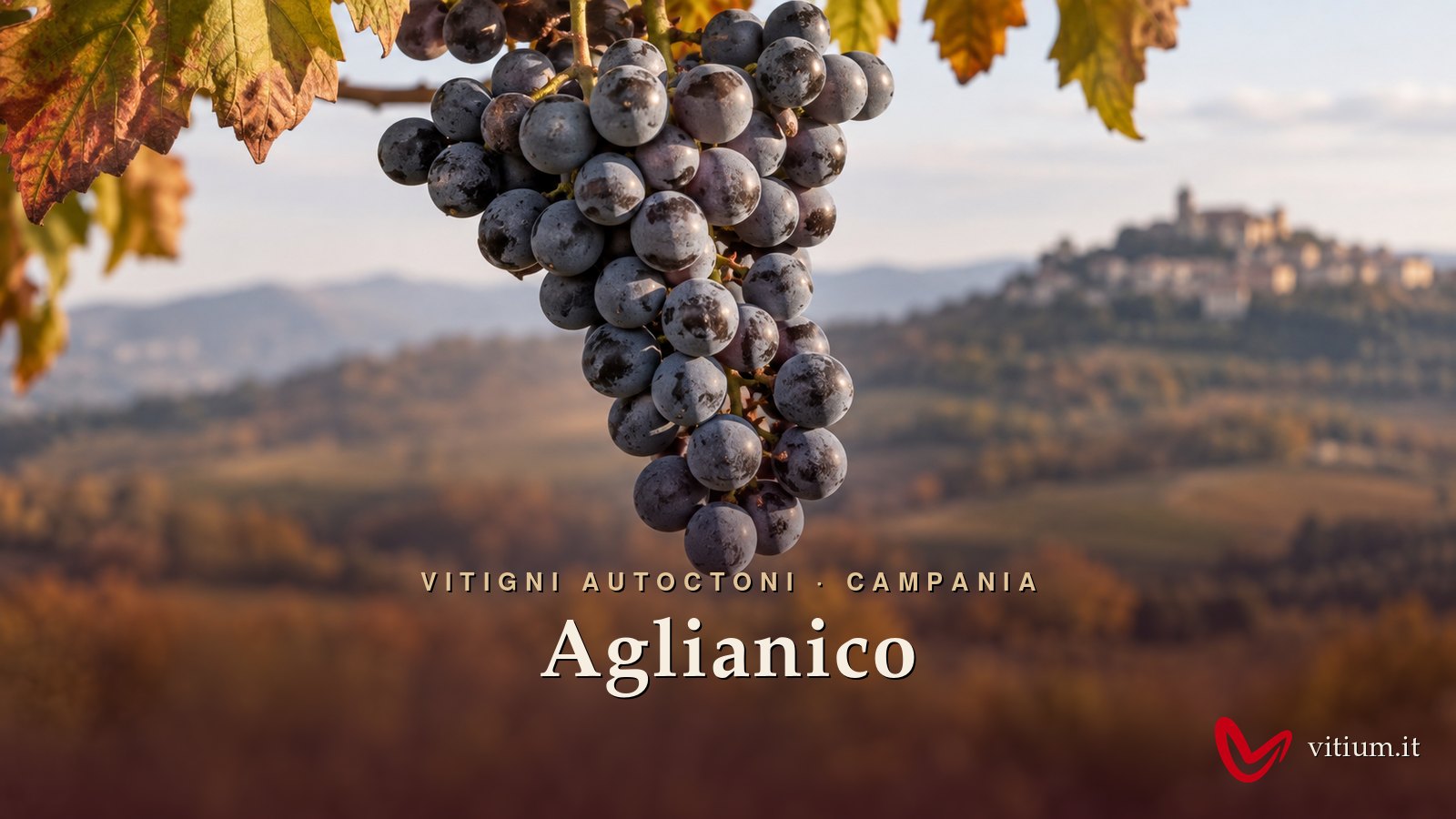 Grappolo di Aglianico maturo con acini blu coperti di pruina davanti alle colline dell'Irpinia